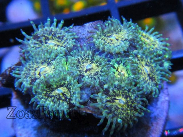 Pineapple Crunch